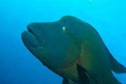 Gan Island Dive Centre - Maldives. Napoleon wrasse.